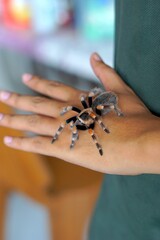 Holding Brachypelma boehmi tarantula by hand