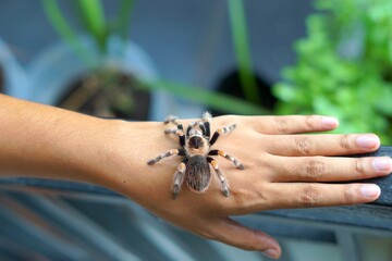Holding Brachypelma boehmi tarantula by hand