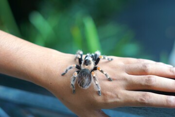 Holding Brachypelma boehmi tarantula by hand