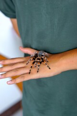 Holding Brachypelma boehmi tarantula by hand