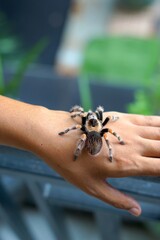 Holding Brachypelma boehmi tarantula by hand