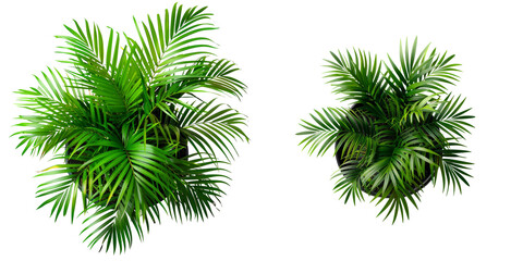 Top View of Potted Houseplant - Areca Palm Isolated on Transparent or White Background, PNG