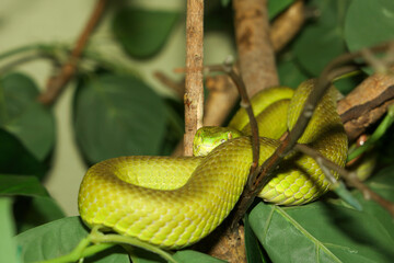 Close up green pit viper snake in the garden at thailand