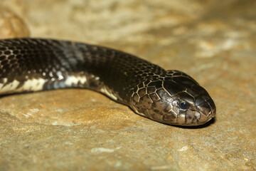 Close up Head the indochinese spitting cobra snake