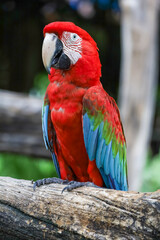 Close up head the red macaw parrot bird in garden