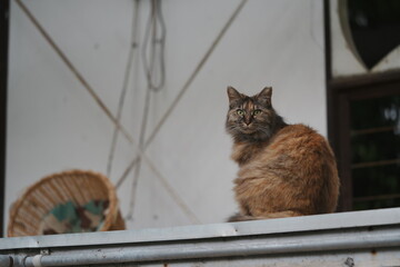 屋根の上から外を眺める猫