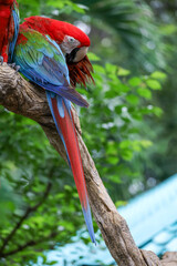 Close up head the red macaw parrot bird in garden