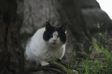 木陰からこちらを見つめる野良猫