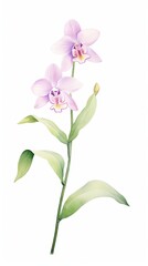 Obraz premium Two delicate pink orchids with green leaves, painted in a watercolor style on a white background.
