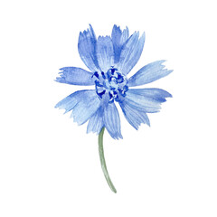 Chicory flower hand drawn in watercolor and isolated on a white background. 