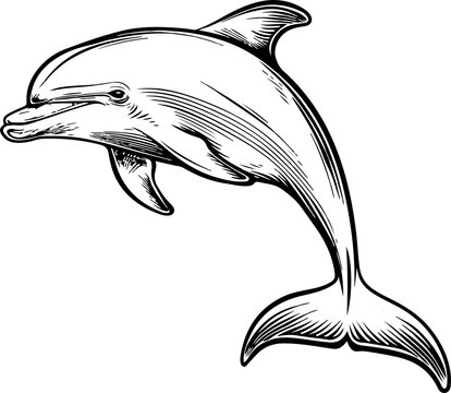 recommend clip art: Dolphin clipart design illustration