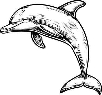 recommend clip art: Dolphin clipart design illustration
