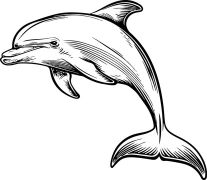 recommend clip art: Dolphin clipart design illustration