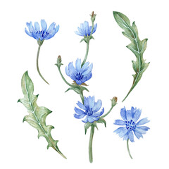 Chicory set of hand drawn watercolor illustrations. Flowers, leaves and branches