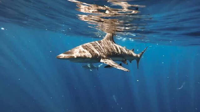 Oceanic Blacktip Sharks on the surface from the boat. Underwater Shot with multiple sharks in the water. 