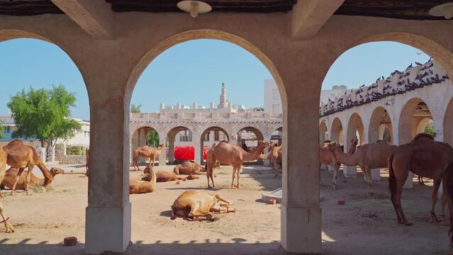Doha, Qatar- Jan 14 2024, 4k, Panoramic fork for camels grazing on the sand in a arch stone paddock in the Souq Waqif area, near with Qatari Royal Emir Stables, at daytime, Doha, Qatar