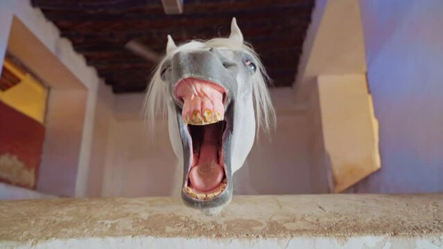 Doha, Qatar- Jan 14 2024, 4k, View of the funny horses heads in the stalls, in the Qatari Royal Emir's Stables, in the daytime, Doha, Qatar 