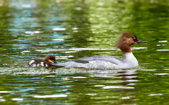 A common merganser with chicks in a pond at a park in early summer.