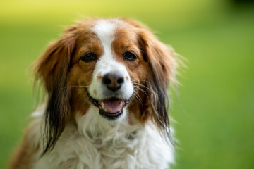 an adorable dog in the park with its tongue out looking up