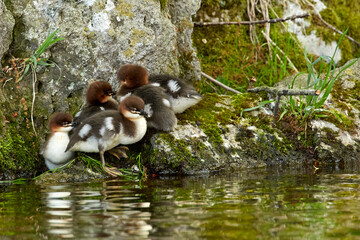 A common merganser with six chicks in a pond at a park in early summer.