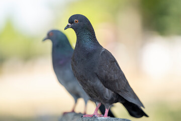 a couple of birds sitting on top of a cement wall