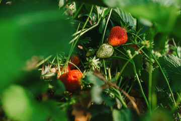 growing strawberries in a greenhouse, picking and harvesting fruits, organic farming