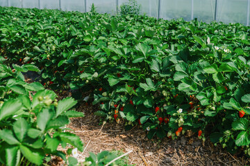 growing strawberries in a greenhouse, picking and harvesting fruits, organic farming