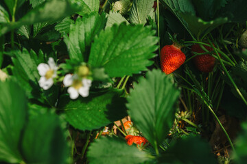 growing strawberries in a greenhouse, picking and harvesting fruits, organic farming