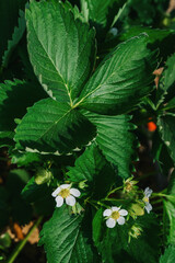 growing strawberries in a greenhouse, picking and harvesting fruits, organic farming