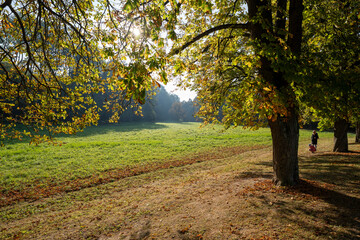 Fototapeta premium the trees on the left side are green with yellow leaves