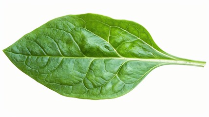 fresh green spinach leaf isolated on white background. healthy veggie nature food concept