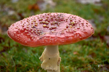 Primer plano de un hermoso hongo amanita muscaria rojo entre la hierba y las hojas de otoño