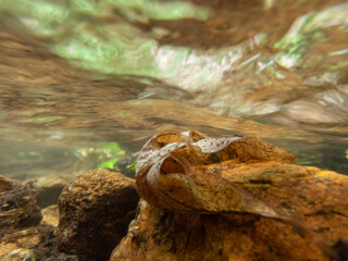 Underwater view of golden hour stream flowing water rocks leaves on creek bed nature background