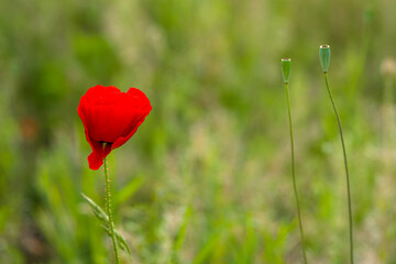 Obraz premium eine Mohnblume auf einer grünen Wiese