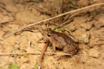 Painted chorus frog, Microhyla butleri, Butler's Froglet