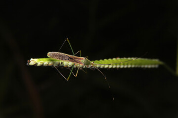 Rice ear bug, Leptocorisa oratorius