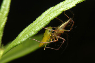 Striped lynx spider eating Leafhopper, Oxyopes salticus