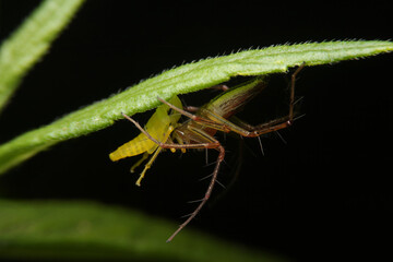 Striped lynx spider eating Leafhopper, Oxyopes salticus
