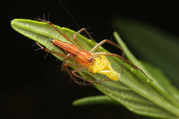 Striped lynx spider eating Leafhopper, Oxyopes salticus