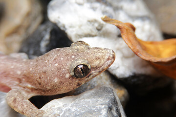 Fototapeta premium close-up Dubious dtella, house gecko, or dubious four-clawed gecko