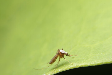 Female mosquitoes at night Causes of dengue fever