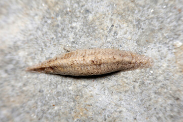 praying mantis egg pod on wall