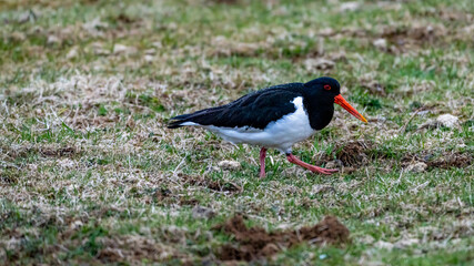 Austernfischer - Möwe