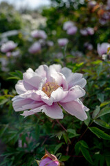 Beautiful flower peonies close-up blooming in a peony garden. Nature.