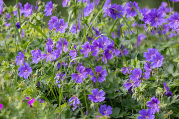Obraz premium Magnificent cranesbill flowers in the garden