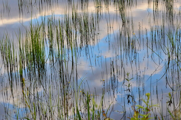Grass in water reflecting a cloudy sky