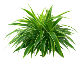 Vibrant green spider plant with elongated leaves and lush foliage, perfect for indoor decoration and adding a touch of nature.