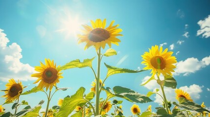 Sunflower Field A field of tall sunflowers facing the sun, under a bright blue sky