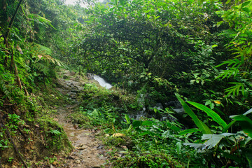 Nature Walk: Riverside Footpath in the Forest