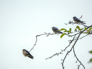 The little swallows waiting to be fed